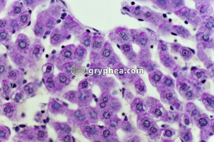 Glycogène dans du Foie x200 - gryphea.org